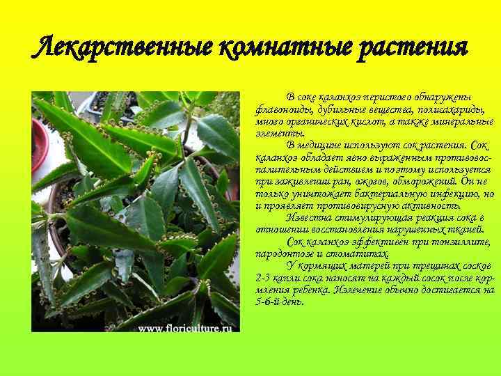 Лекарственные комнатные растения В соке каланхоэ перистого обнаружены флавоноиды, дубильные вещества, полисахариды, много органических