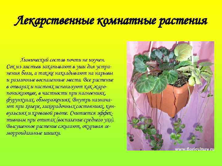 Лекарственные комнатные растения Химический состав почти не изучен. Сок из листьев закапывают в уши