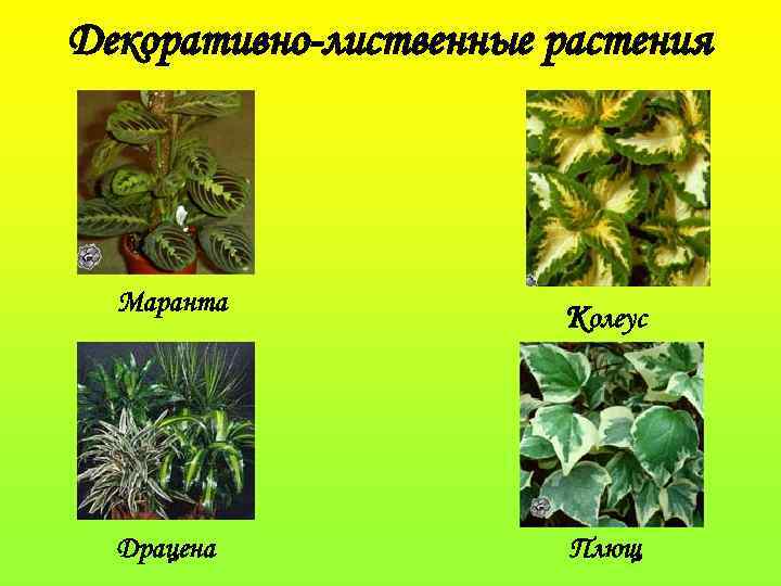 Декоративно-лиственные растения Маранта Колеус Драцена Плющ 