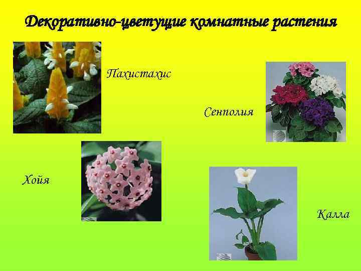 Декоративно-цветущие комнатные растения Пахистахис Сенполия Хойя Калла 