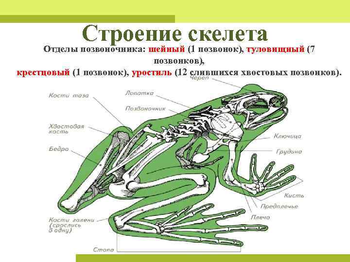 Строение конечностей земноводных