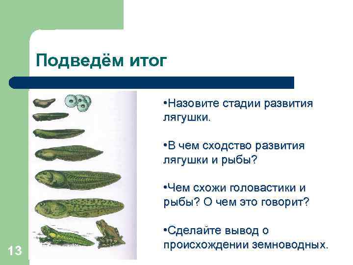 Подведём итог • Назовите стадии развития лягушки. • В чем сходство развития лягушки и