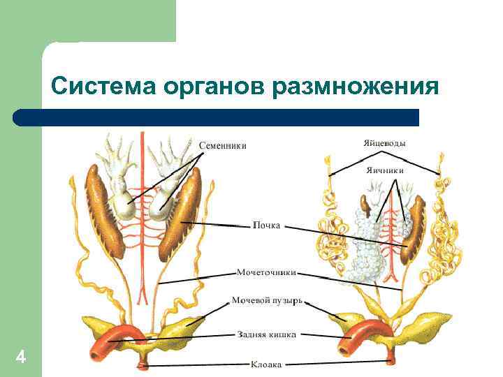 Система органов размножения 4 