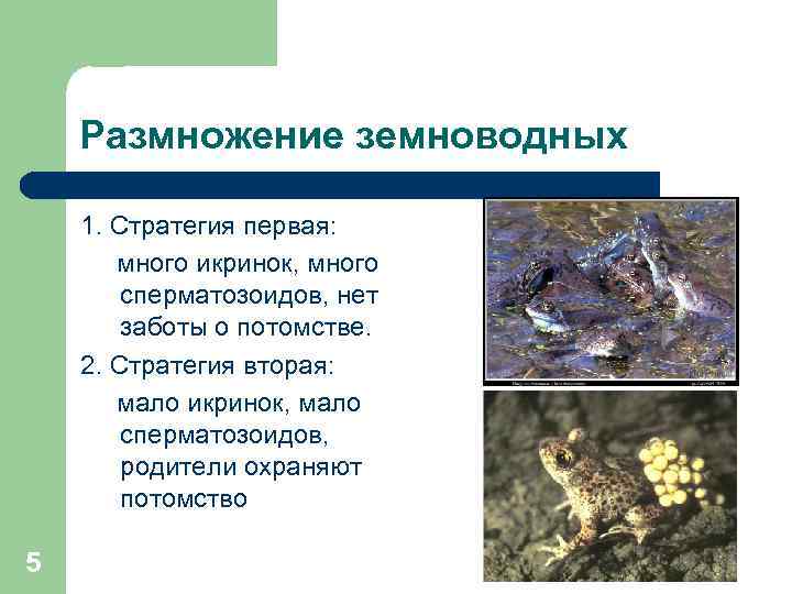 Размножение земноводных 1. Стратегия первая: много икринок, много сперматозоидов, нет заботы о потомстве. 2.