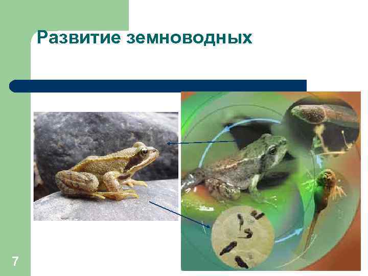 Развитие земноводных 7 