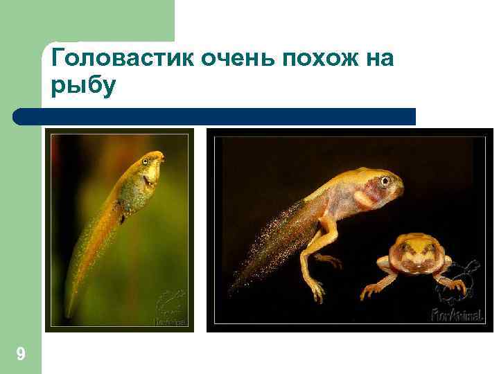 Головастик очень похож на рыбу 9 