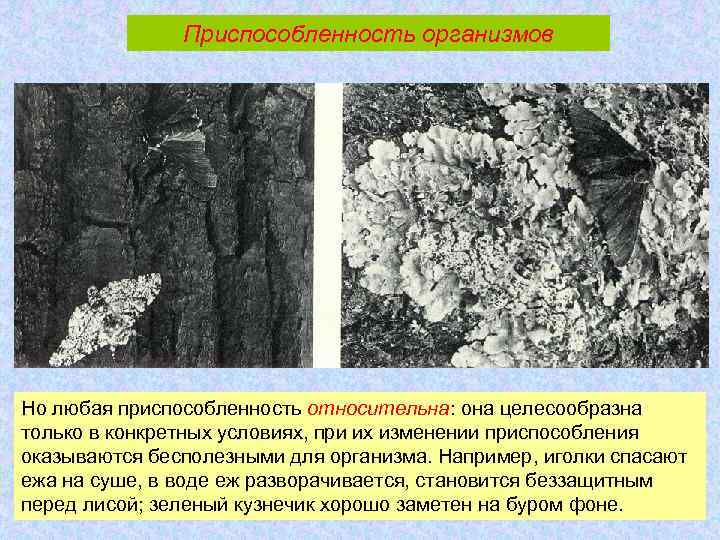 Приспособленность организмов Но любая приспособленность относительна: она целесообразна только в конкретных условиях, при их
