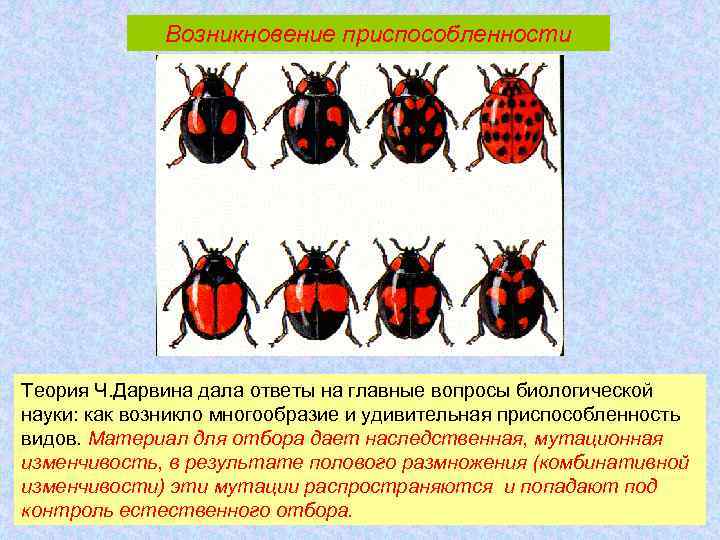 Возникновение приспособленности Теория Ч. Дарвина дала ответы на главные вопросы биологической науки: как возникло