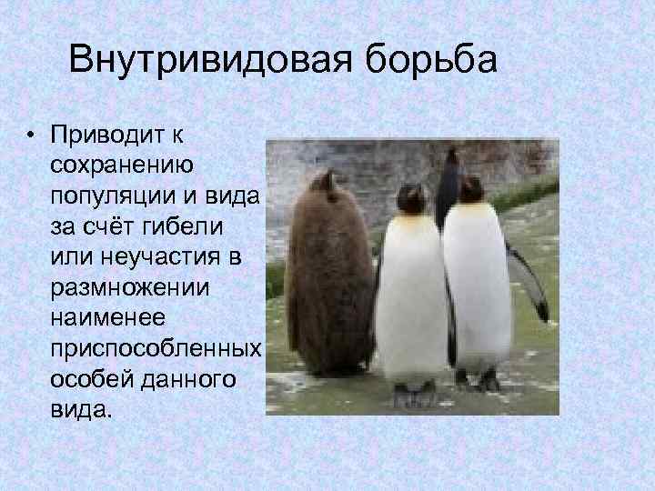 Внутривидовая борьба • Приводит к сохранению популяции и вида за счёт гибели или неучастия