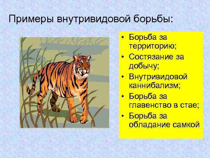 Примеры внутривидовой борьбы: • Борьба за территорию; • Состязание за добычу; • Внутривидовой каннибализм;