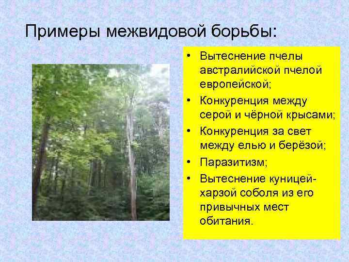 Примеры межвидовой борьбы: • Вытеснение пчелы австралийской пчелой европейской; • Конкуренция между серой и