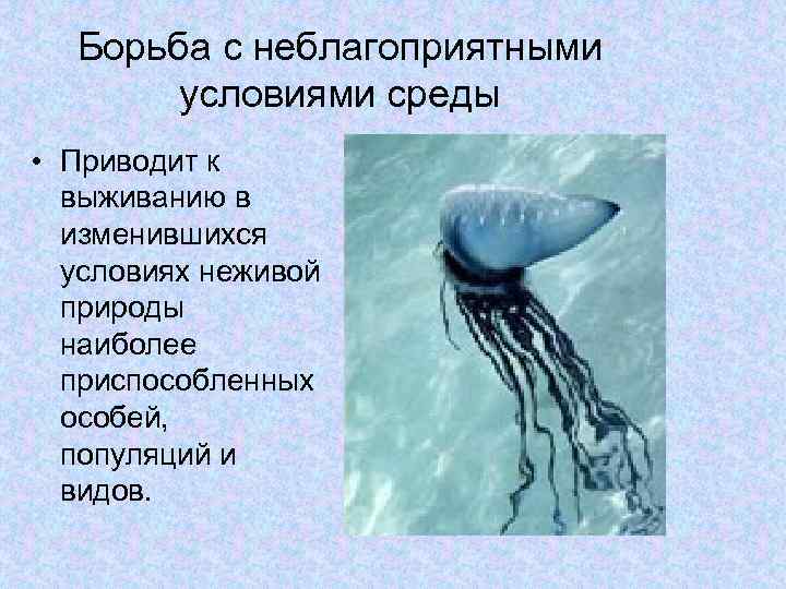 Борьба с неблагоприятными условиями среды • Приводит к выживанию в изменившихся условиях неживой природы