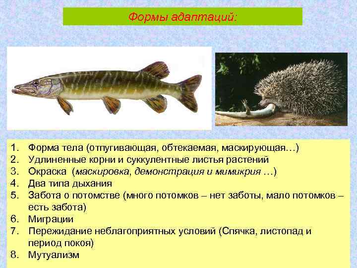 Формы адаптаций: 1. 2. 3. 4. 5. Форма тела (отпугивающая, обтекаемая, маскирующая…) Удлиненные корни