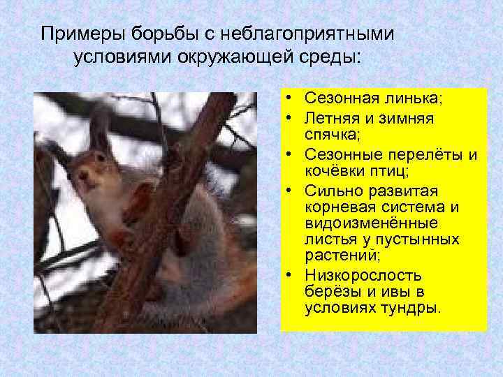 Примеры борьбы с неблагоприятными условиями окружающей среды: • Сезонная линька; • Летняя и зимняя