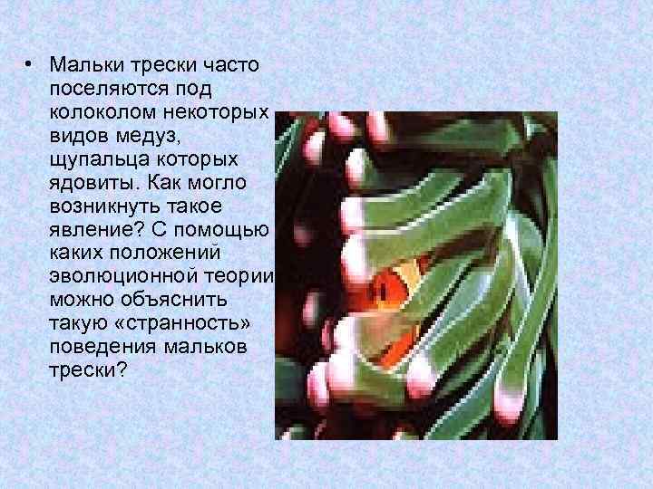  • Мальки трески часто поселяются под колом некоторых видов медуз, щупальца которых ядовиты.