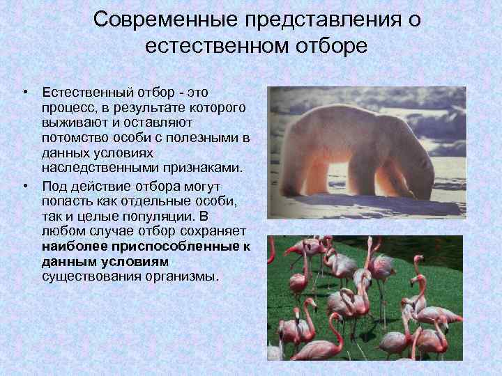 Современные представления о естественном отборе • Естественный отбор - это процесс, в результате которого
