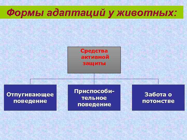 Формы адаптаций у животных: Средства активной защиты Отпугивающее поведение Приспособительное поведение Забота о потомстве