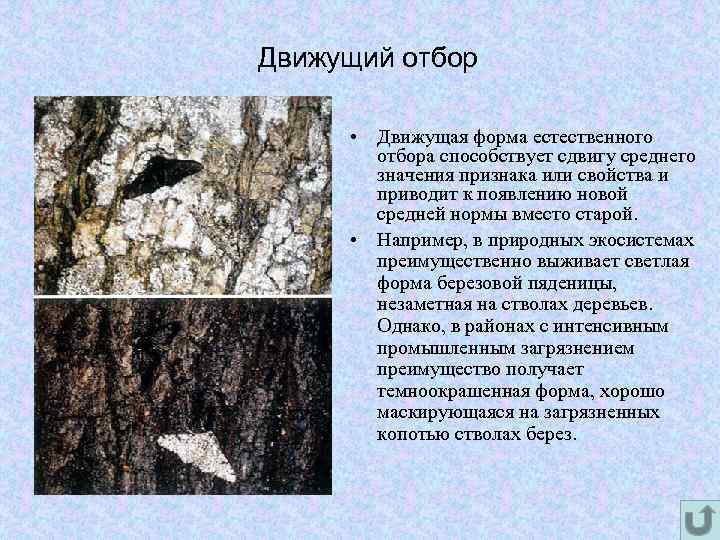 Движущий отбор • Движущая форма естественного отбора способствует сдвигу среднего значения признака или свойства