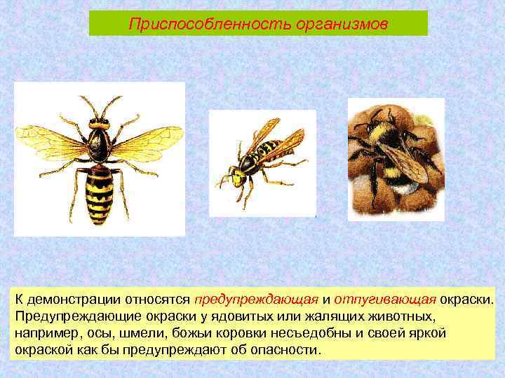 Приспособленность организмов К демонстрации относятся предупреждающая и отпугивающая окраски. Предупреждающие окраски у ядовитых или
