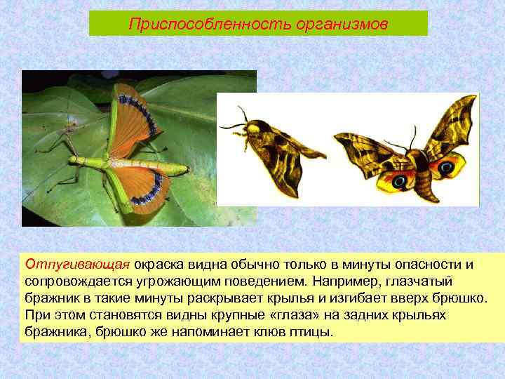Приспособленность организмов Отпугивающая окраска видна обычно только в минуты опасности и сопровождается угрожающим поведением.