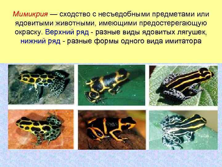 Мимикрия — сходство с несъедобными предметами или ядовитыми животными, имеющими предостерегающую окраску. Верхний ряд