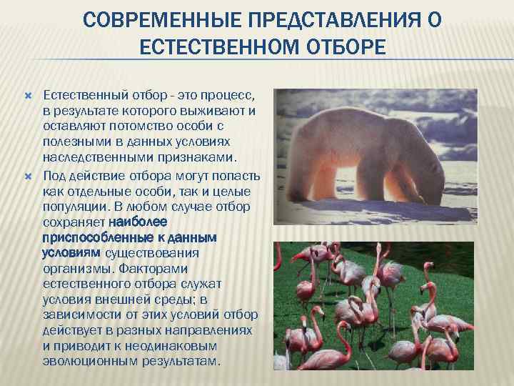 СОВРЕМЕННЫЕ ПРЕДСТАВЛЕНИЯ О ЕСТЕСТВЕННОМ ОТБОРЕ Естественный отбор - это процесс, в результате которого выживают