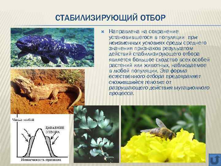 СТАБИЛИЗИРУЮЩИЙ ОТБОР Направлена на сохранение установившегося в популяции при неизменных условиях среды среднего значения