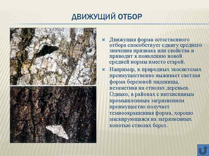 ДВИЖУЩИЙ ОТБОР Движущая форма естественного отбора способствует сдвигу среднего значения признака или свойства и