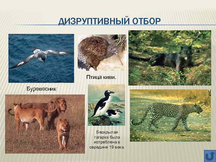 ДИЗРУПТИВНЫЙ ОТБОР Птица киви. Буревесник Бескрылая гагарка была истреблена в середине 19 века. 