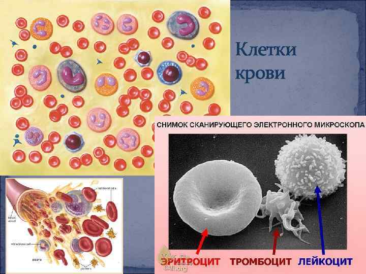 Клетки крови фото и описание