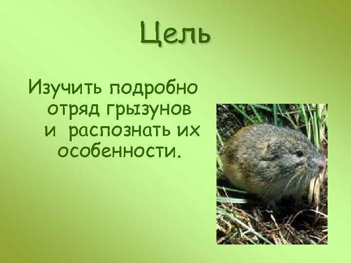 Цель Изучить подробно отряд грызунов и распознать их особенности. 
