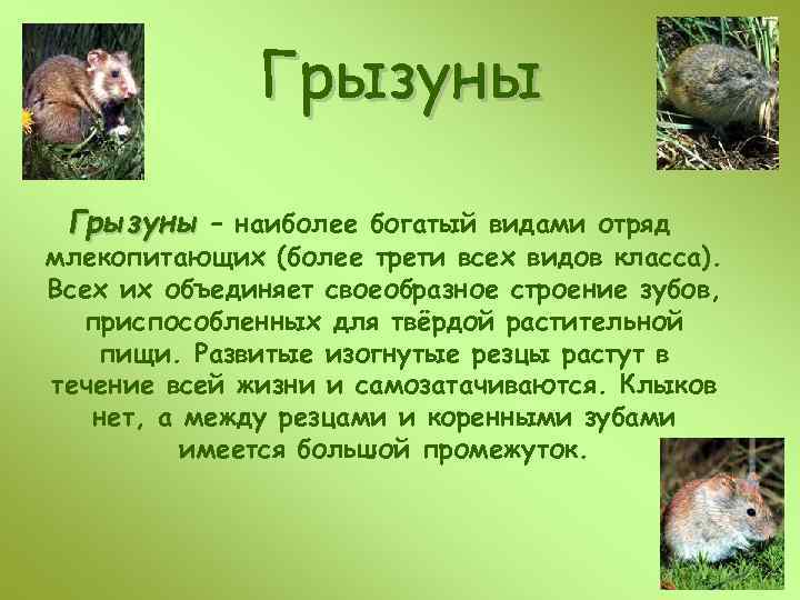 Грызуны – наиболее богатый видами отряд млекопитающих (более трети всех видов класса). Всех их