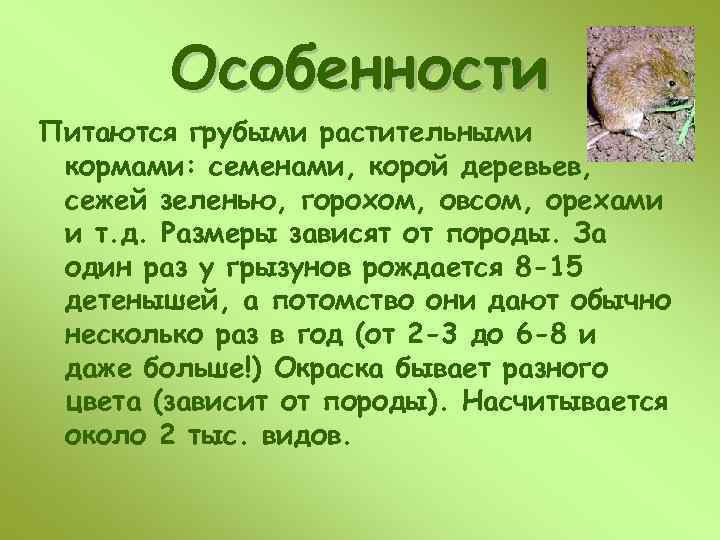 Особенности Питаются грубыми растительными кормами: семенами, корой деревьев, сежей зеленью, горохом, овсом, орехами и