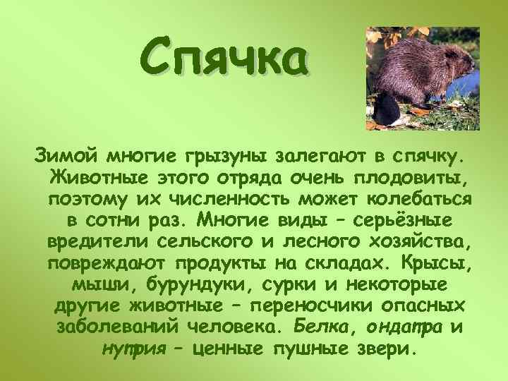 Спячка Зимой многие грызуны залегают в спячку. Животные этого отряда очень плодовиты, поэтому их