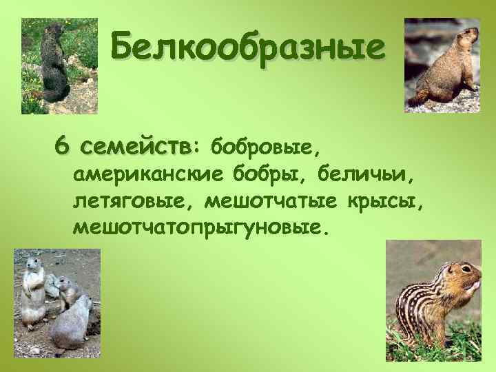 Белкообразные 6 семейств: бобровые, американские бобры, беличьи, летяговые, мешотчатые крысы, мешотчатопрыгуновые. 