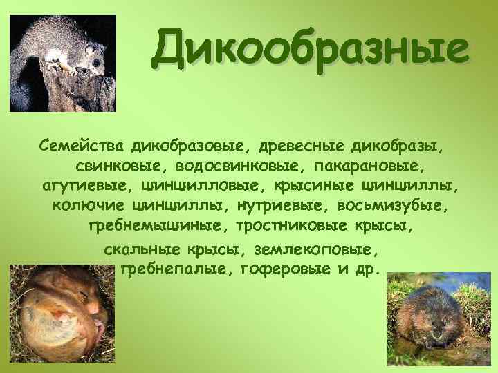 Дикообразные Семейства дикобразовые, древесные дикобразы, свинковые, водосвинковые, пакарановые, агутиевые, шиншилловые, крысиные шиншиллы, колючие шиншиллы,