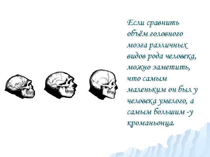 Если сравнить объём головного мозга различных видов рода человека, можно заметить, что самым маленьким