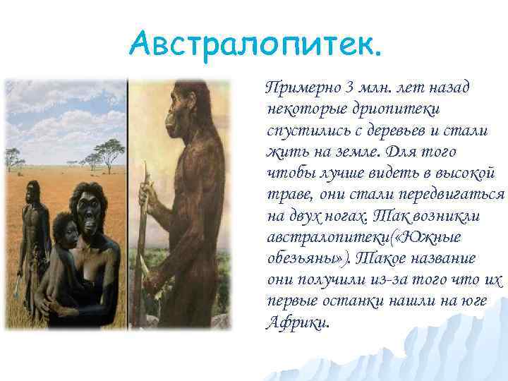 Австралопитек. Примерно 3 млн. лет назад некоторые дриопитеки спустились с деревьев и стали жить