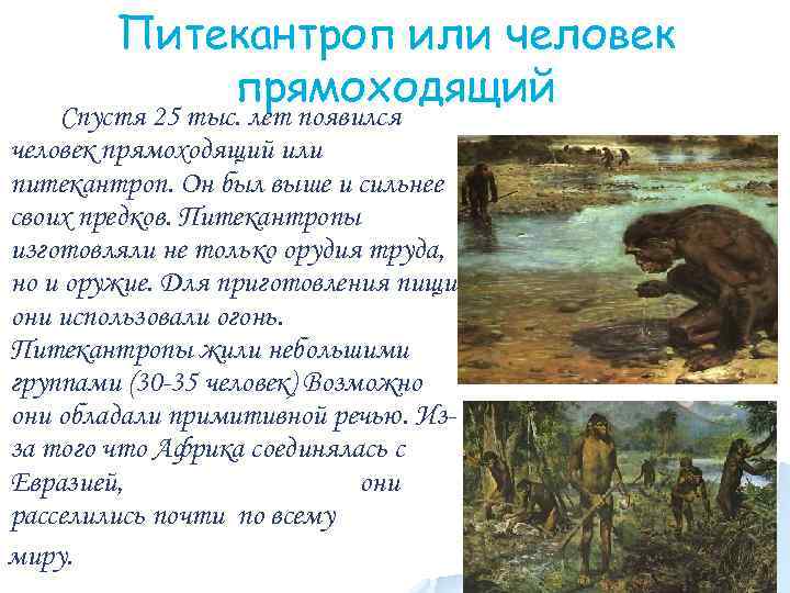 Питекантроп или человек прямоходящий Спустя 25 тыс. лет появился человек прямоходящий или питекантроп. Он