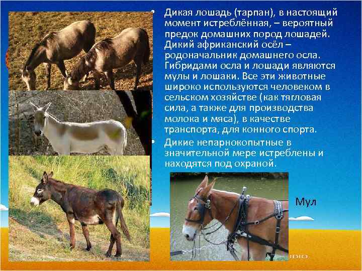  • Дикая лошадь (тарпан), в настоящий момент истреблённая, – вероятный предок домашних пород