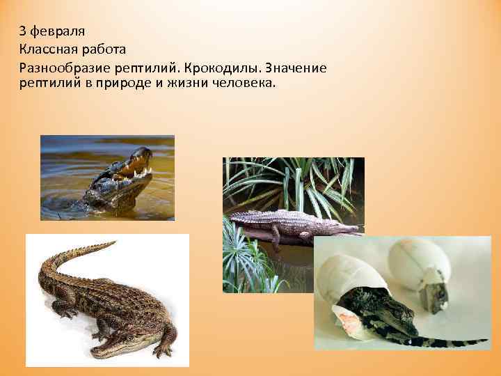 3 февраля Классная работа Разнообразие рептилий. Крокодилы. Значение рептилий в природе и жизни человека.