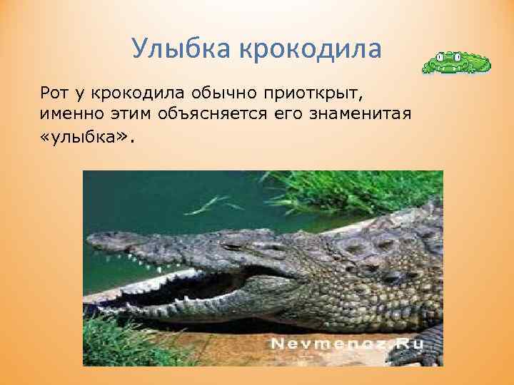 Улыбка крокодила Рот у крокодила обычно приоткрыт, именно этим объясняется его знаменитая «улыбка» .