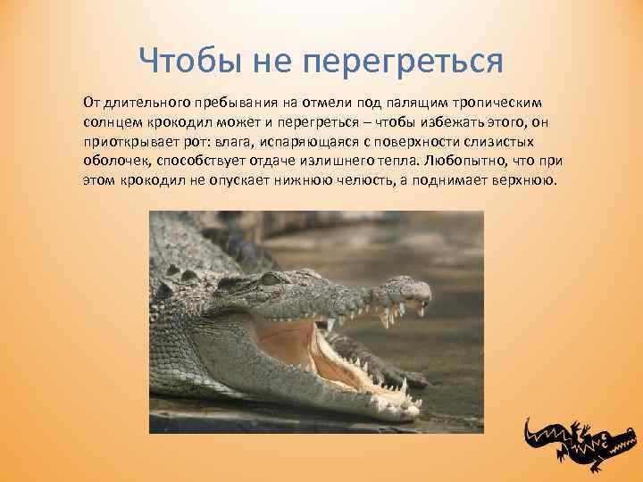 Чтобы не перегреться От длительного пребывания на отмели под палящим тропическим солнцем крокодил может