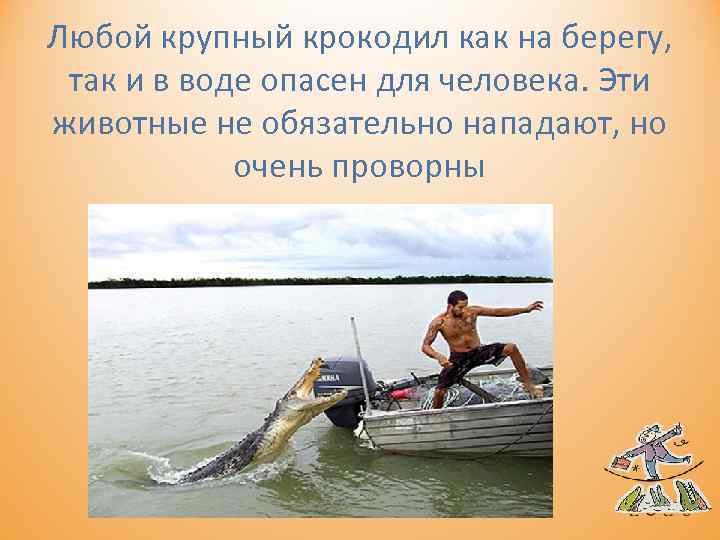 Любой крупный крокодил как на берегу, так и в воде опасен для человека. Эти