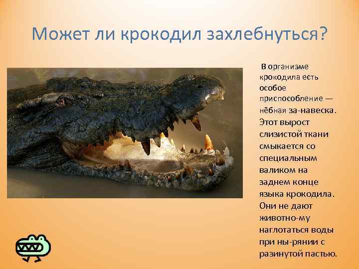 Может ли крокодил захлебнуться? В организме крокодила есть особое приспособление — нёбная за навеска.