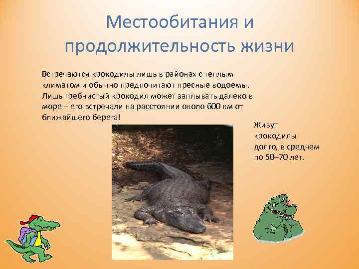 Местообитания и продолжительность жизни Встречаются крокодилы лишь в районах с теплым климатом и обычно