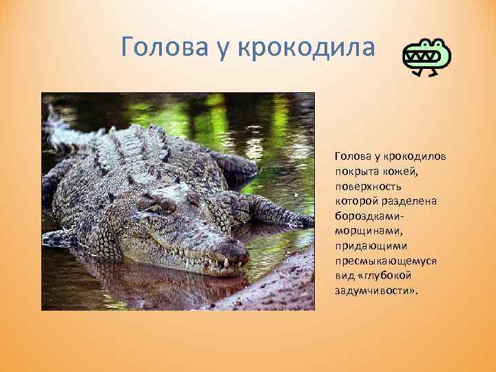Голова у крокодила Голова у крокодилов покрыта кожей, поверхность которой разделена бороздками морщинами, придающими