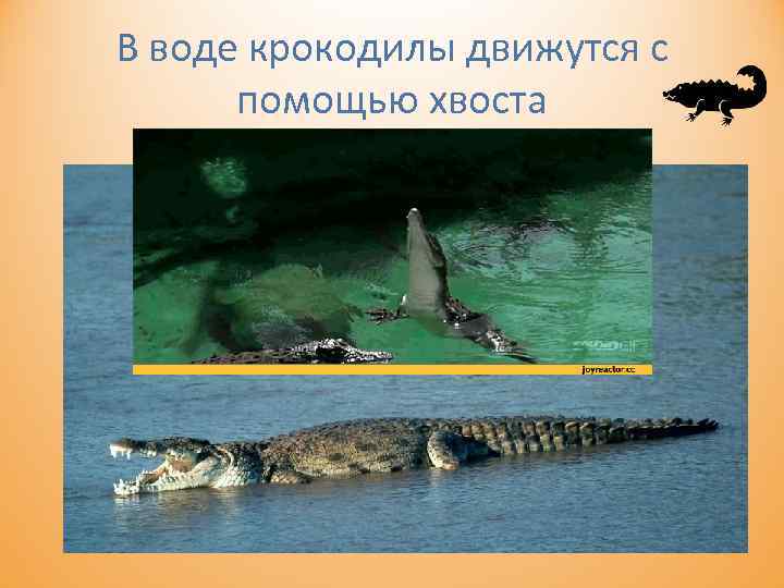 В воде крокодилы движутся с помощью хвоста 