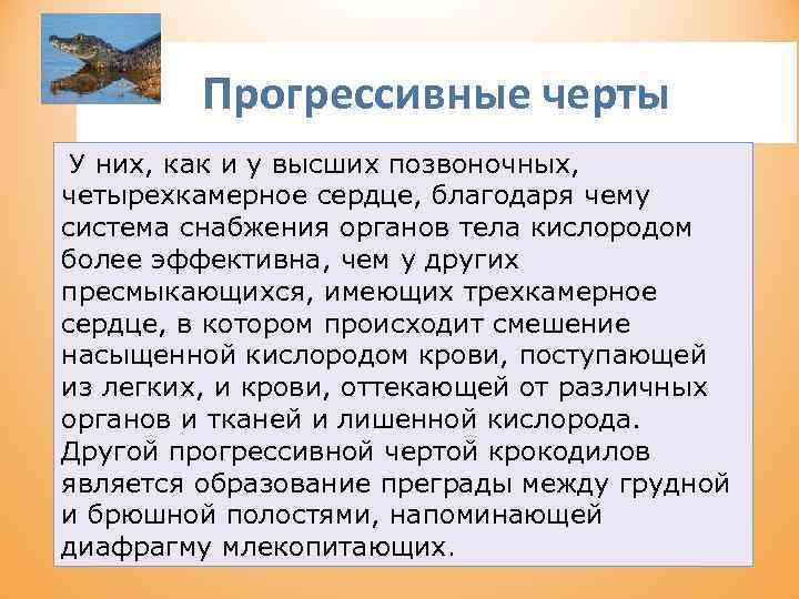 Прогрессивные черты У них, как и у высших позвоночных, четырехкамерное сердце, благодаря чему система