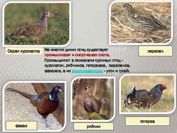 Серая куропатка фазан На многих диких птиц существует промысловая и спортивная охота. Промышляют в